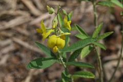 Crotalaria sericea
